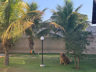 Thanks to our neighbor`s new neighbors I just almost suffered a heart attack